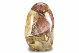 Free-Standing, Polished Petrified Wood - Madagascar #246134-1